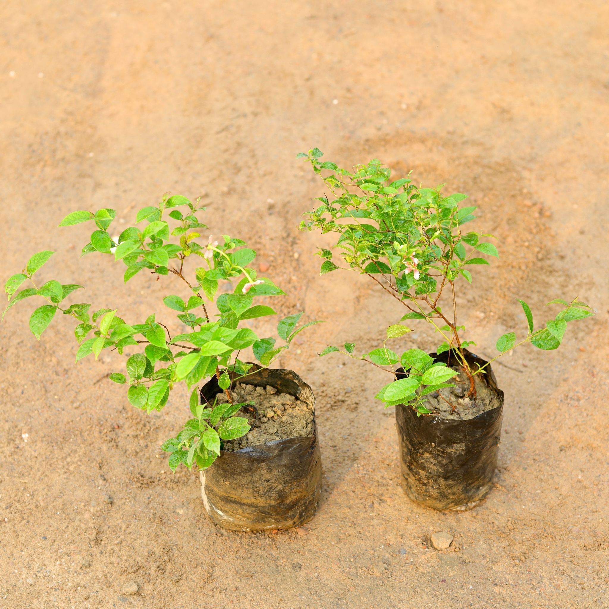 Set of 2 - Madhumalti Bel / Rangoon Creeper / Jhumka Bel Dwarf in 6 Inch Nursery Bag