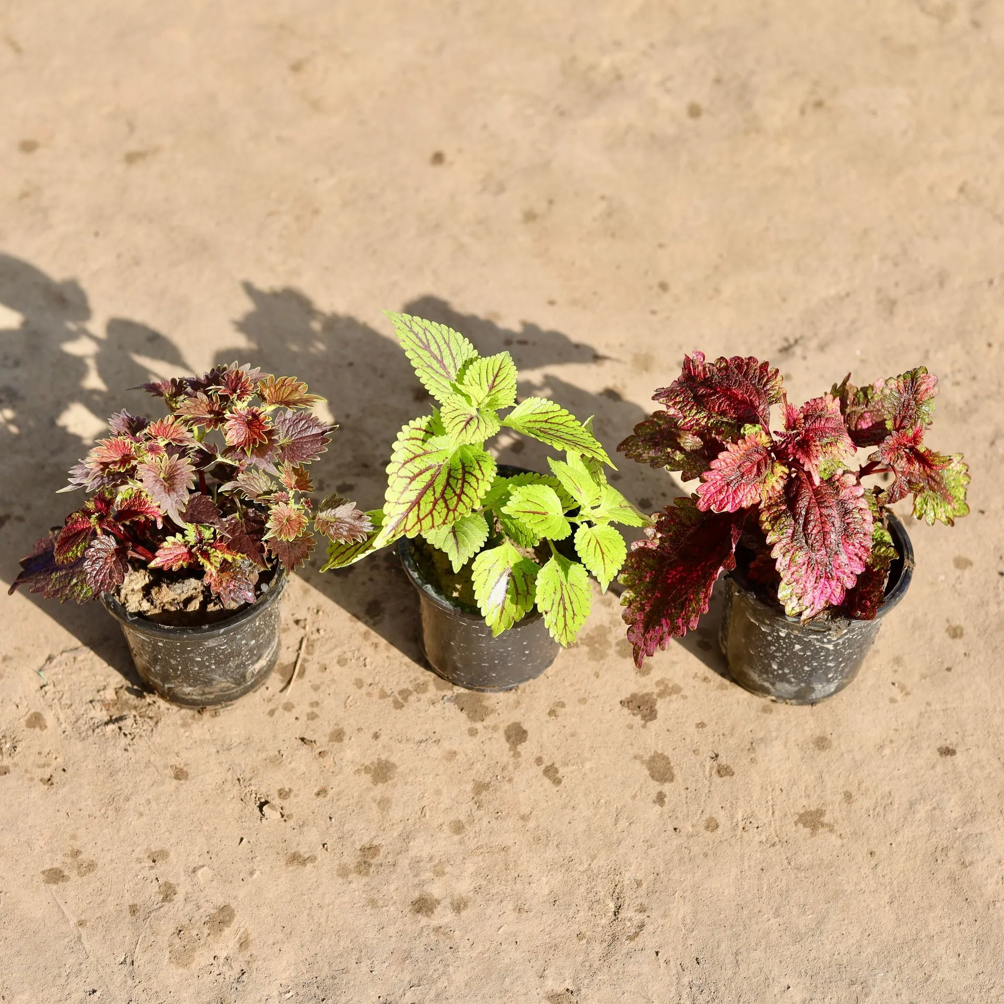 Set Of 2 - Coleus Green, Red Brown & Brown in 4 Inch Nursery Pot