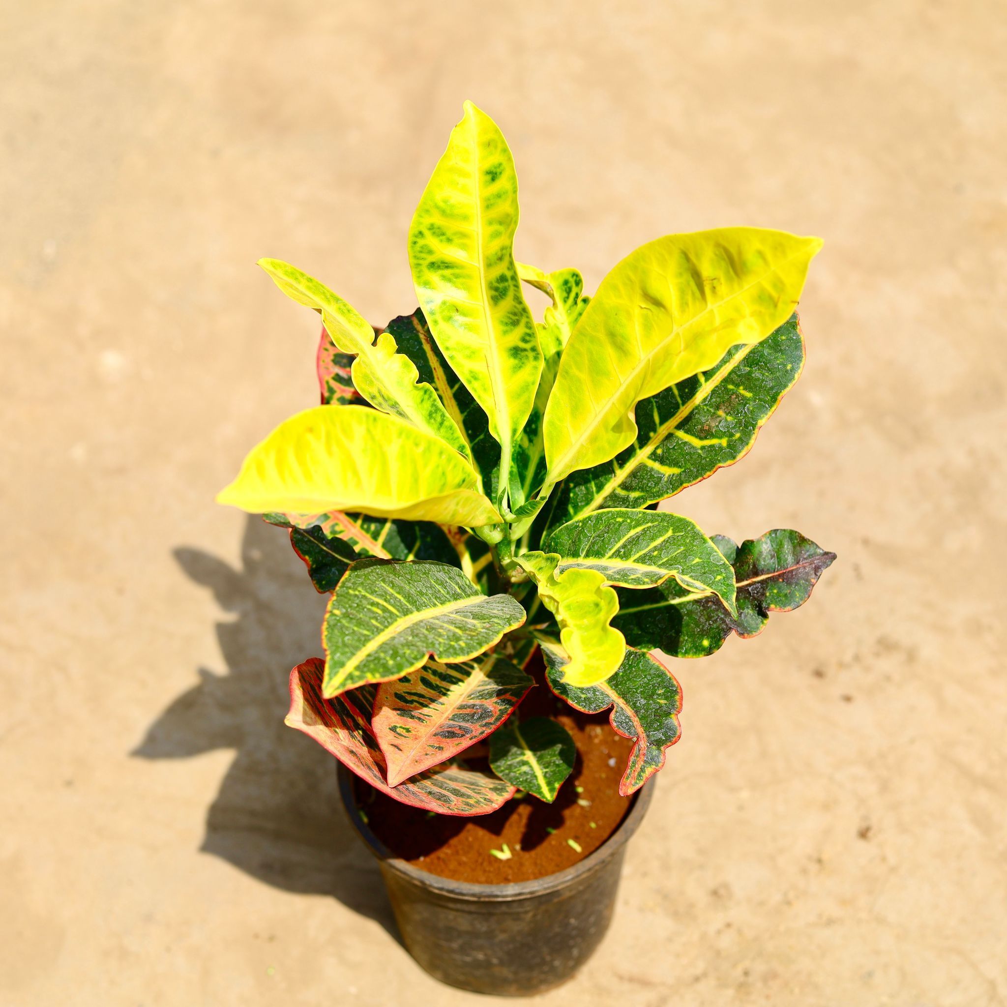 Croton Petra Yellow in 6 inch Nursery pot