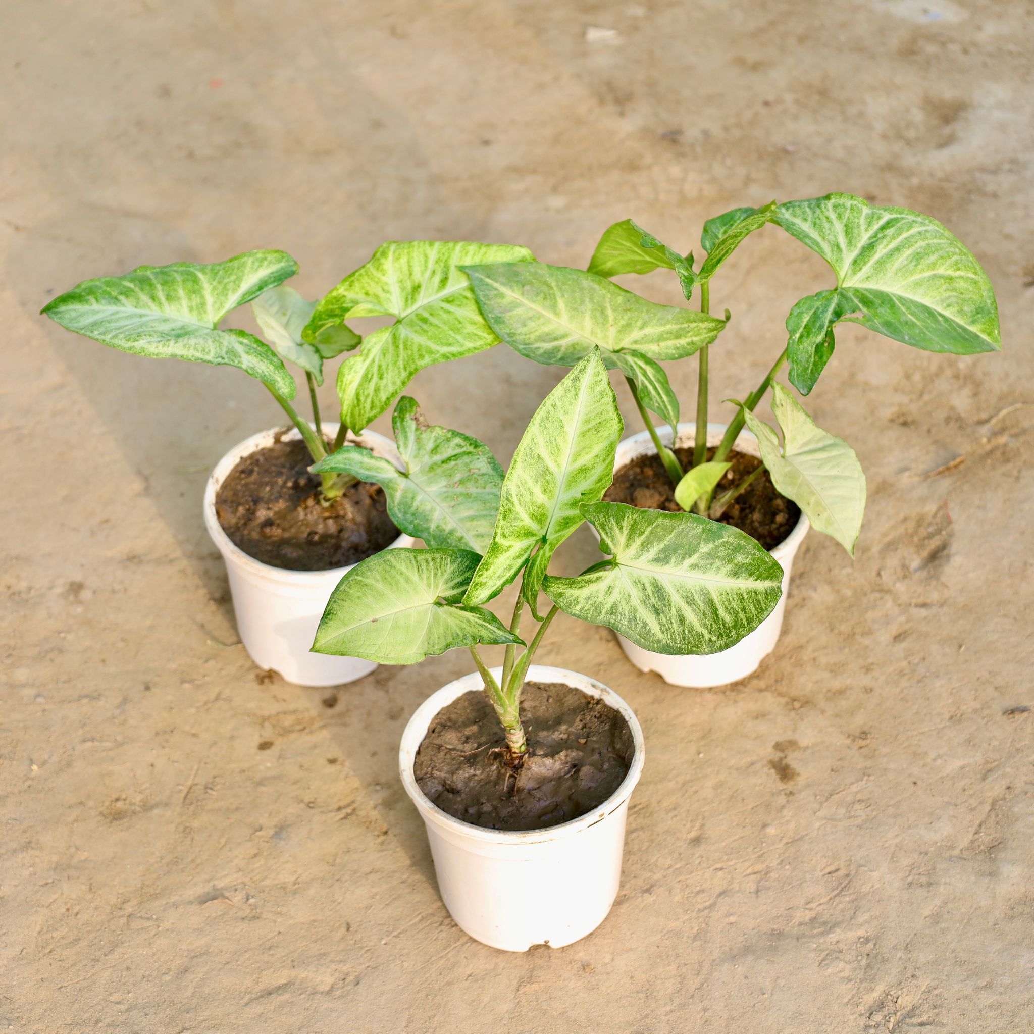 Set of 3 - Syngonium Arrowhead in 4 Inch Nursery Pot