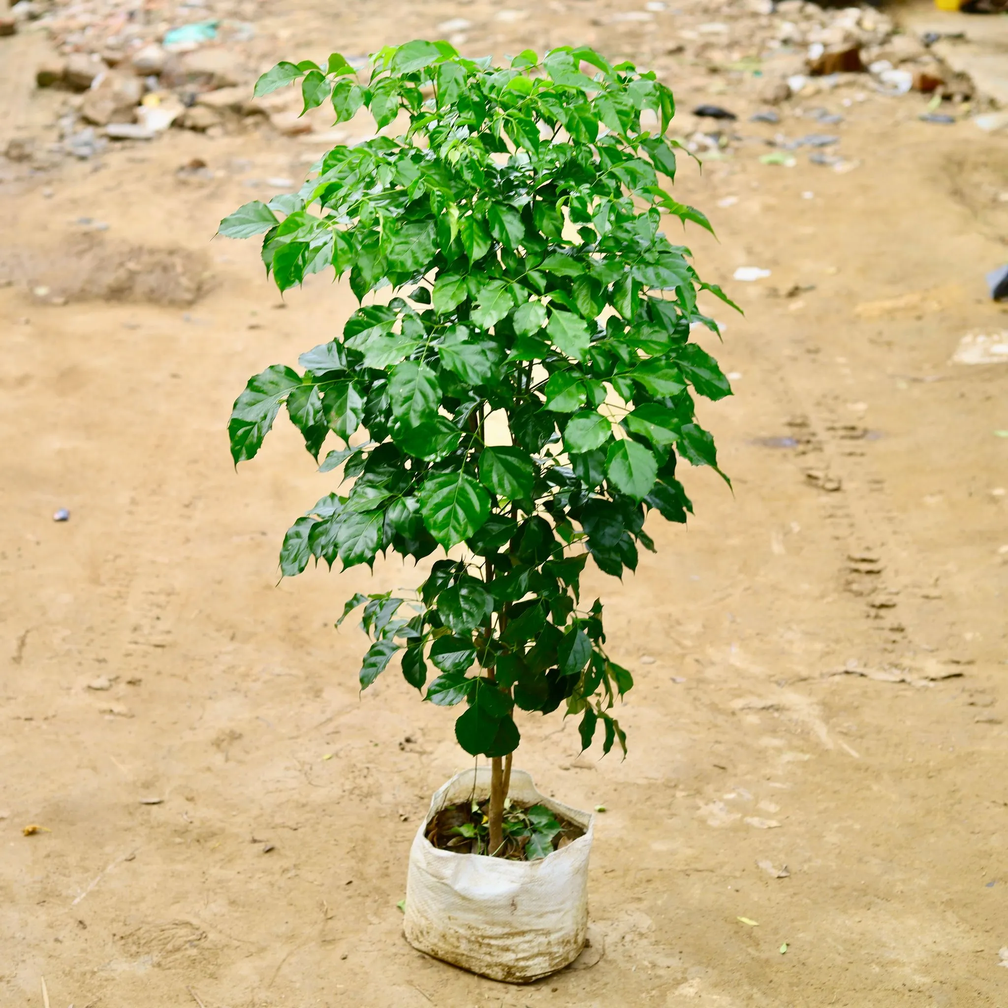 Radermachera / China Doll (~ 4 Ft) in 12 Inch Nursery Bag