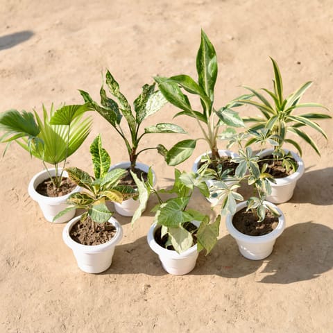 Indoor Garden Special - Set Of 7 - China Palm , Aglaonema Snow White, Aglaonema White, Song Of India, Croton Petra, Syngonium Green & Schefflera Variegated in 8 Inch Classy White Plastic Pot