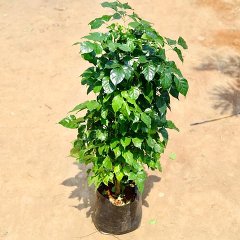 Radermachera / China Doll in 10 Inch Live Fresh Plant Nursery bag in Tilak Nagar