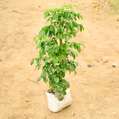 Radermachera / China Doll (~ 5 Ft) in 12 Inch Nursery Bag