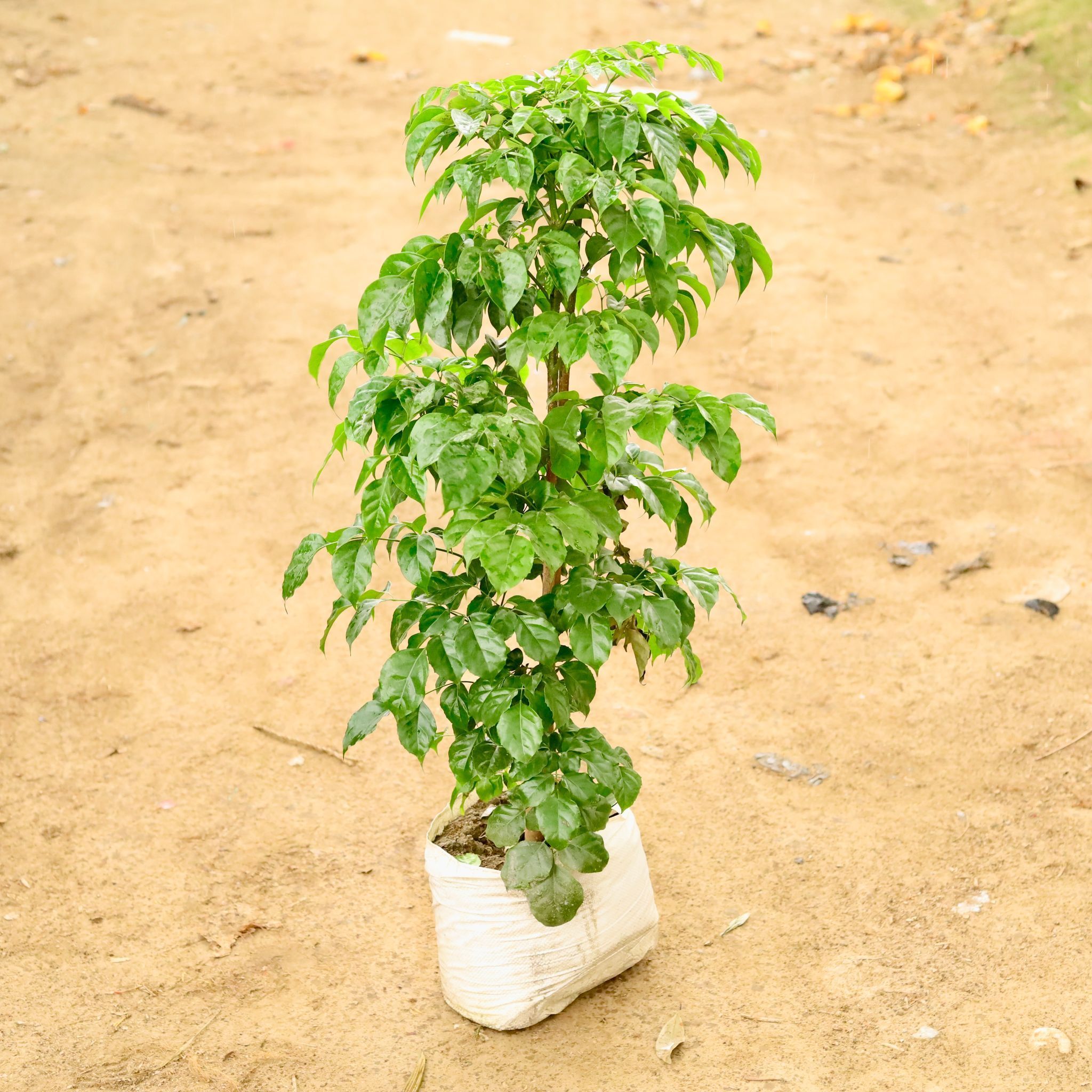 Radermachera / China Doll (~ 5 Ft) in 12 Inch Nursery Bag