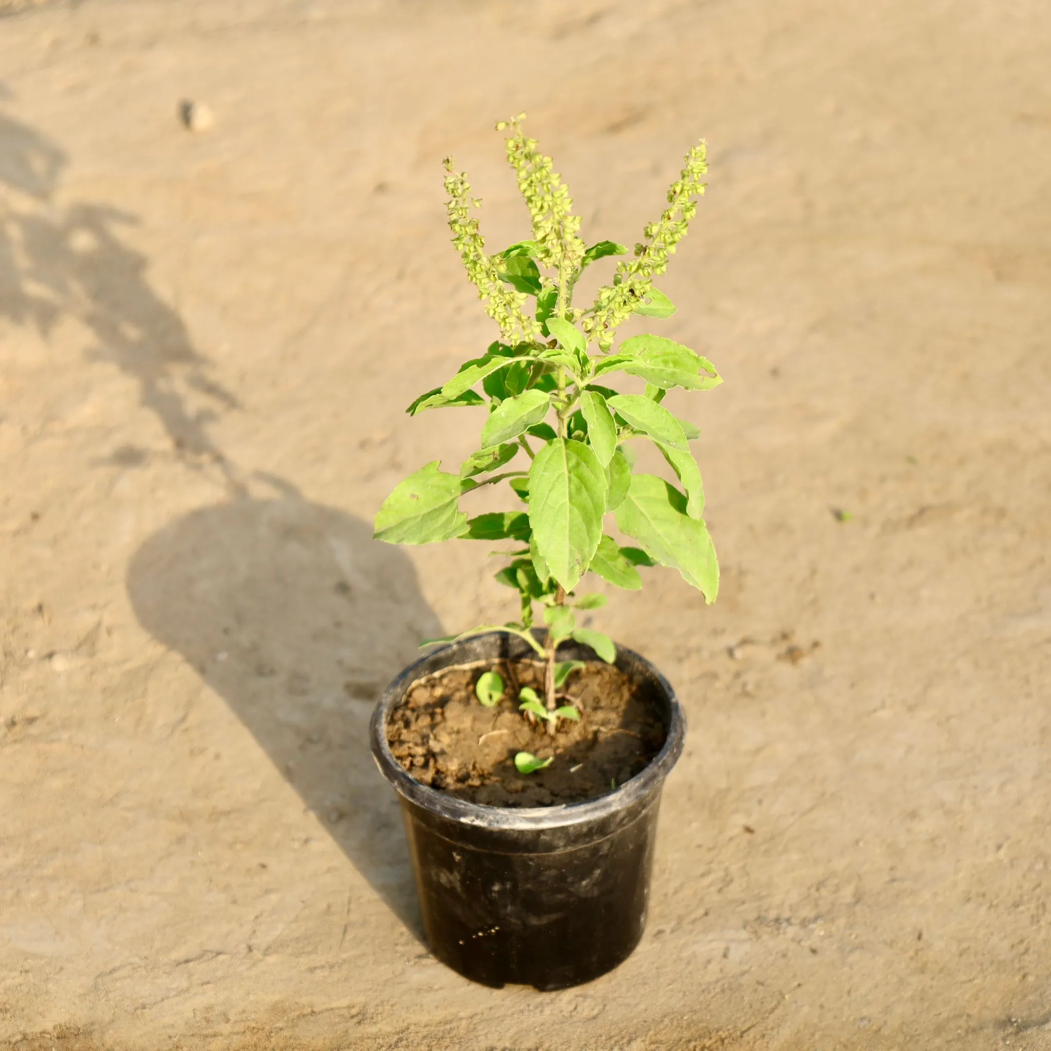 Rama Tulsi in 4 Inch Nursery Pot