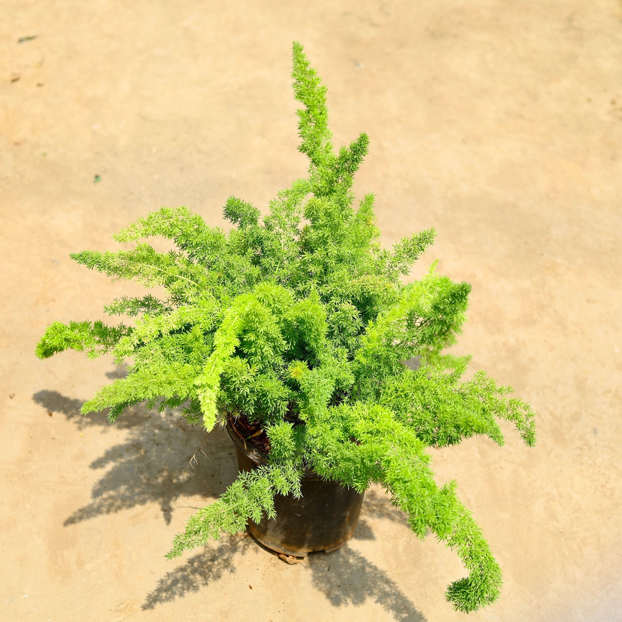 Aspara Mary in 8 inch Nursery pot