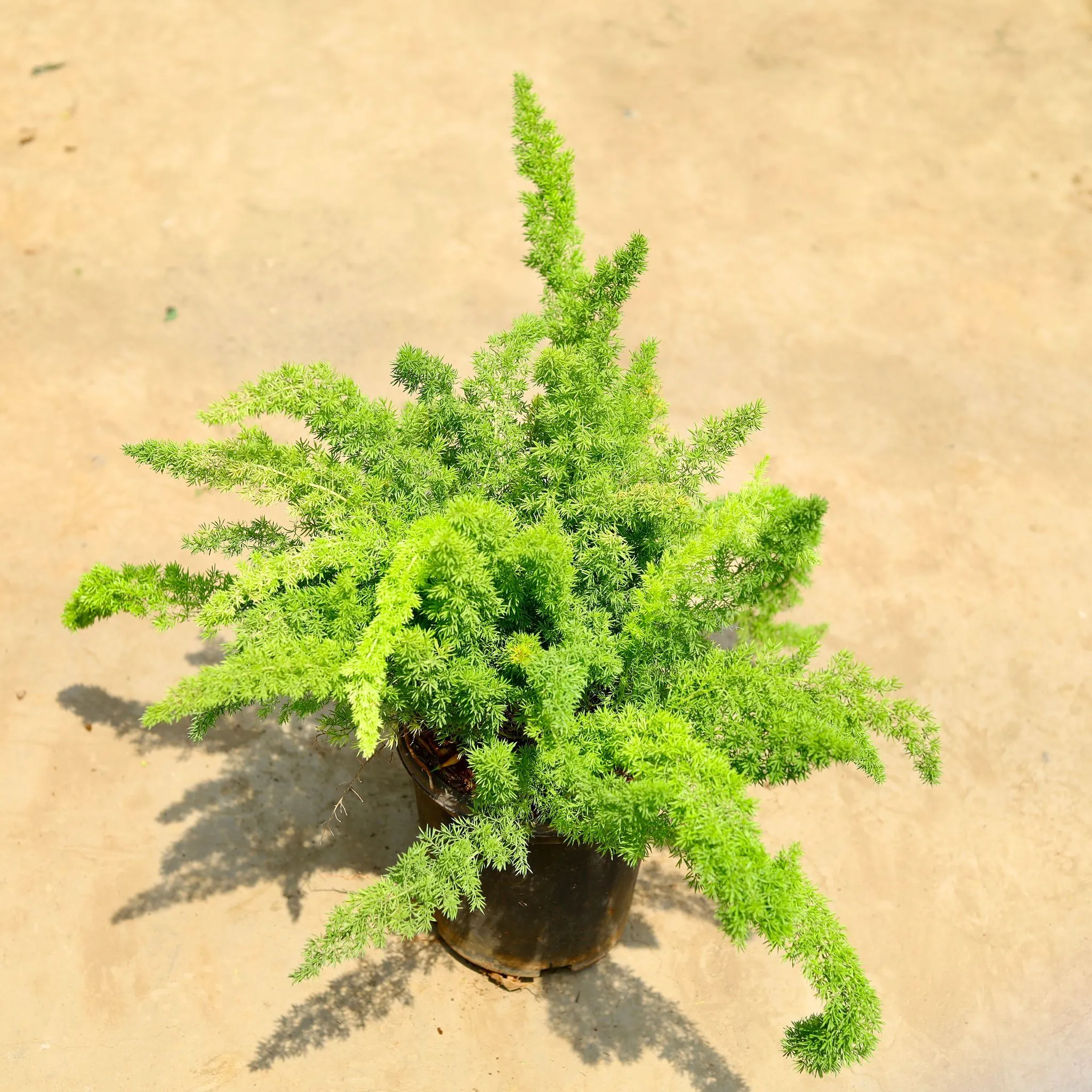 Aspara Mary in 8 inch Nursery pot