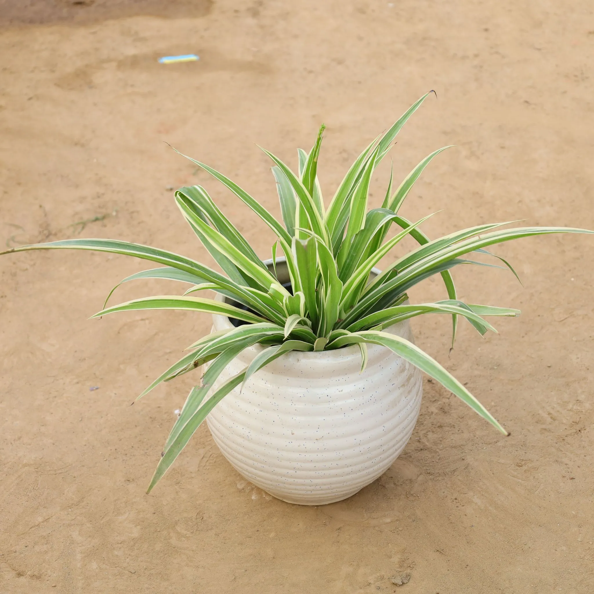Spider plant in 6 Inch Handcrafted Matka Shaped Ceramic Pot (Any Colour)