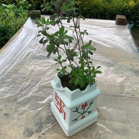 Shyama Tulsi in 6 X 8 Inch Tulsi Ceramic Planter
