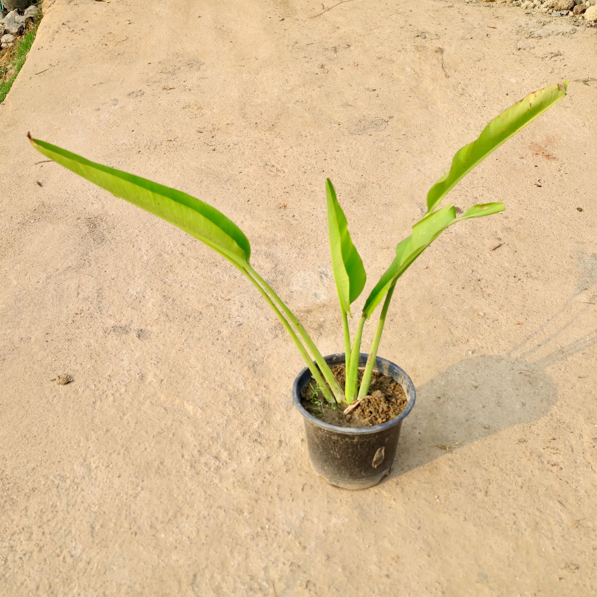 Traveller Palm (2 Ft) in 10 Inch Nursery Pot