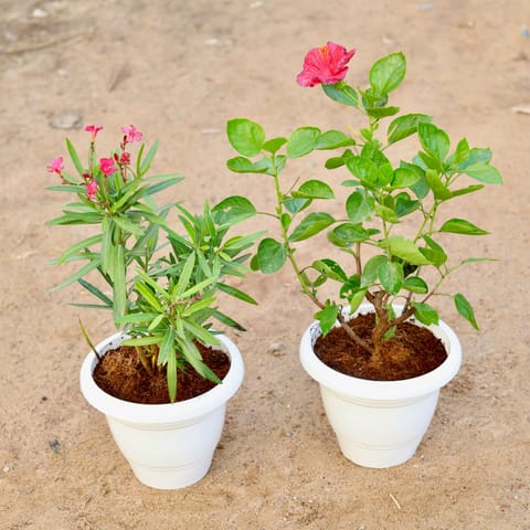 Set of 2 - Kaner Dwarf & Hibiscus Hybrid (any colour) in 10 Inch Classy White Plastic Pot