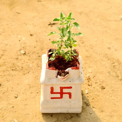 Rama Tulsi in 8 Inch White Tulsi Ceramic Pot