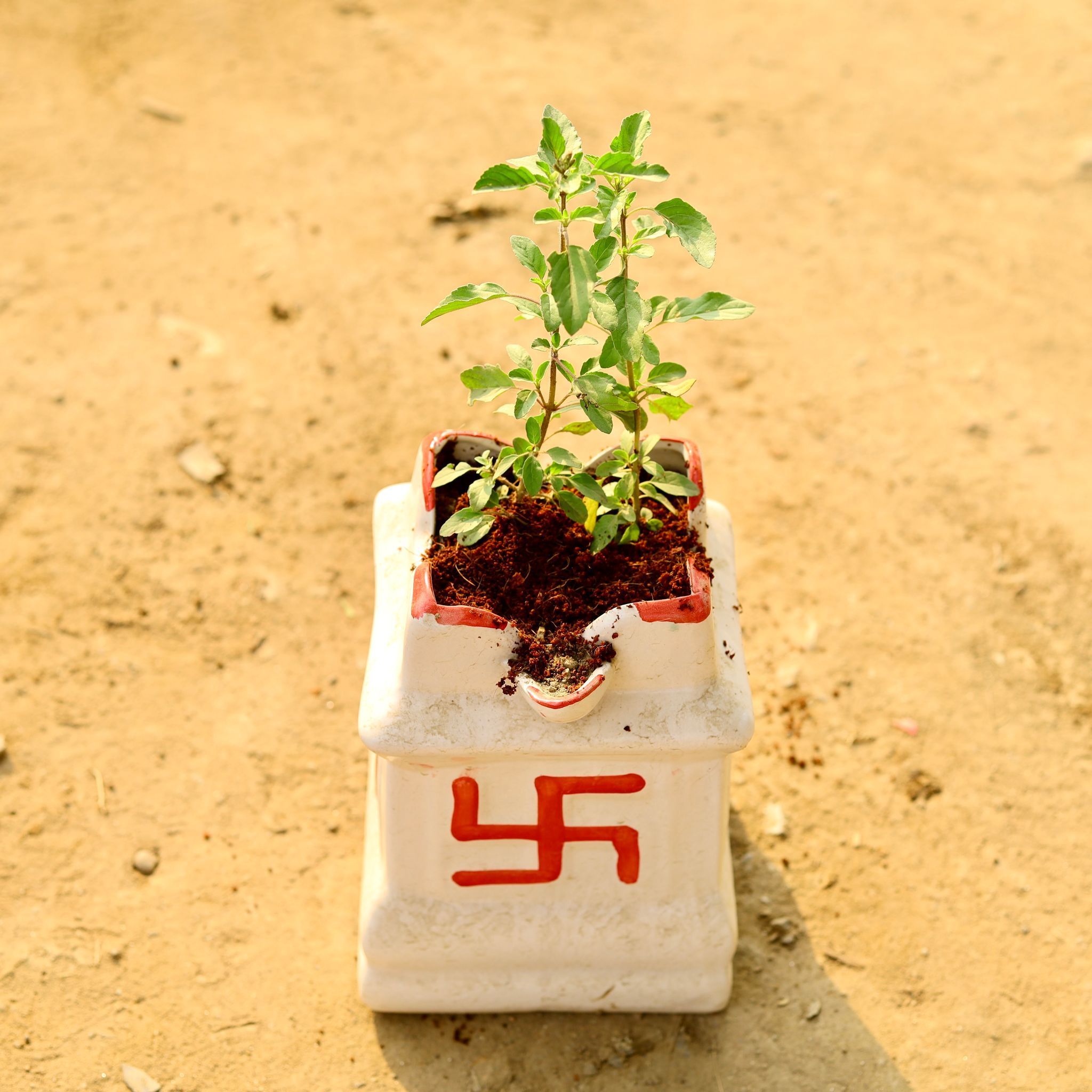 Rama Tulsi in 8 Inch White Tulsi Ceramic Pot
