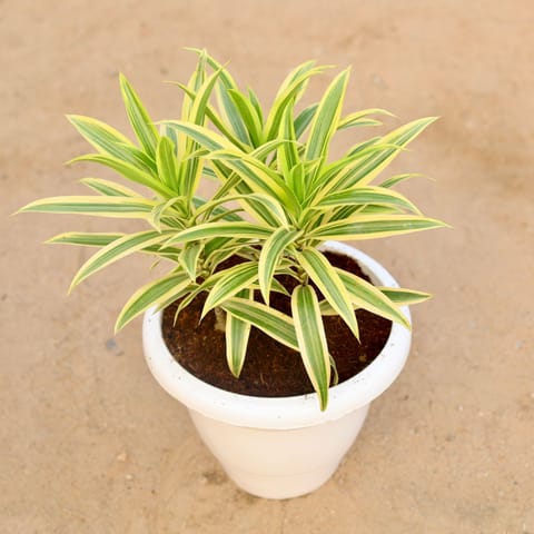 Song of India in 10 Inch Classy White Plastic Pot