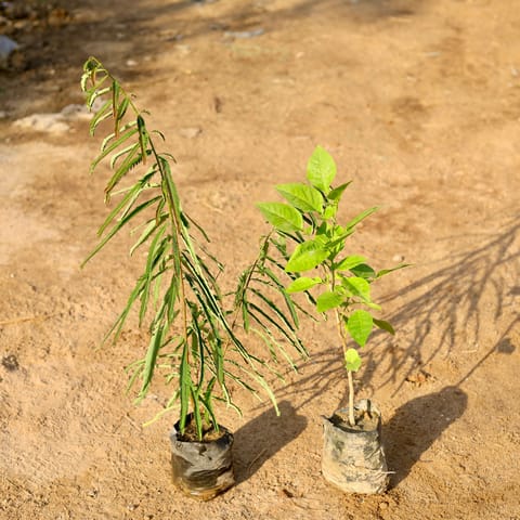 Set of 2 - Amla / Indian Gooseberry & Bel Patra in 5 Inch nursery bag