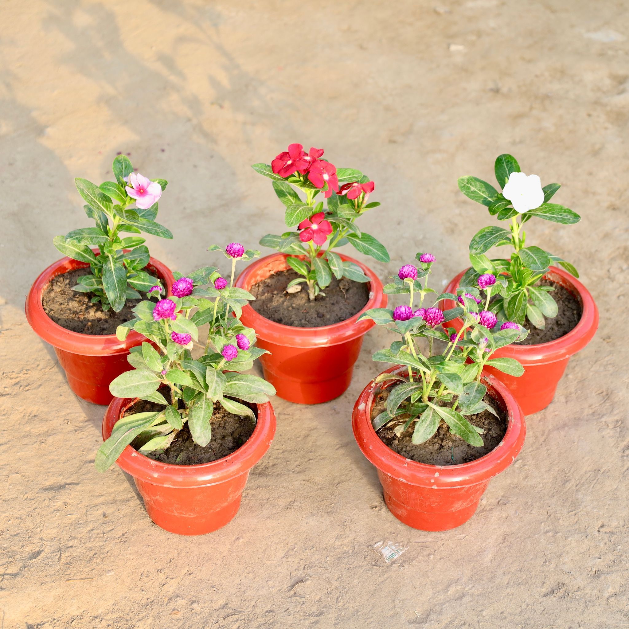 The Twin Bloom Delight - Set of 5 - Gomphrena & Vinca / Periwinkle / Sadabahar (Any Colour) in 6 Inch Red Classy Plastic Pot