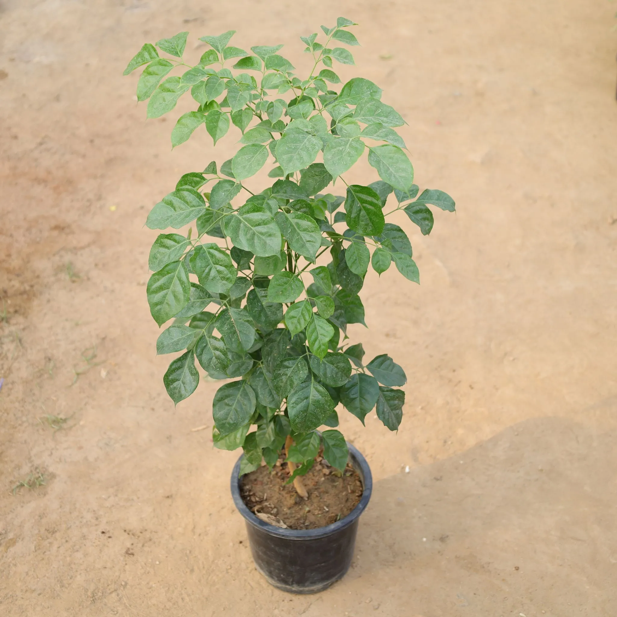 China Doll / Radermachera in 8 Inch Nursery Pot