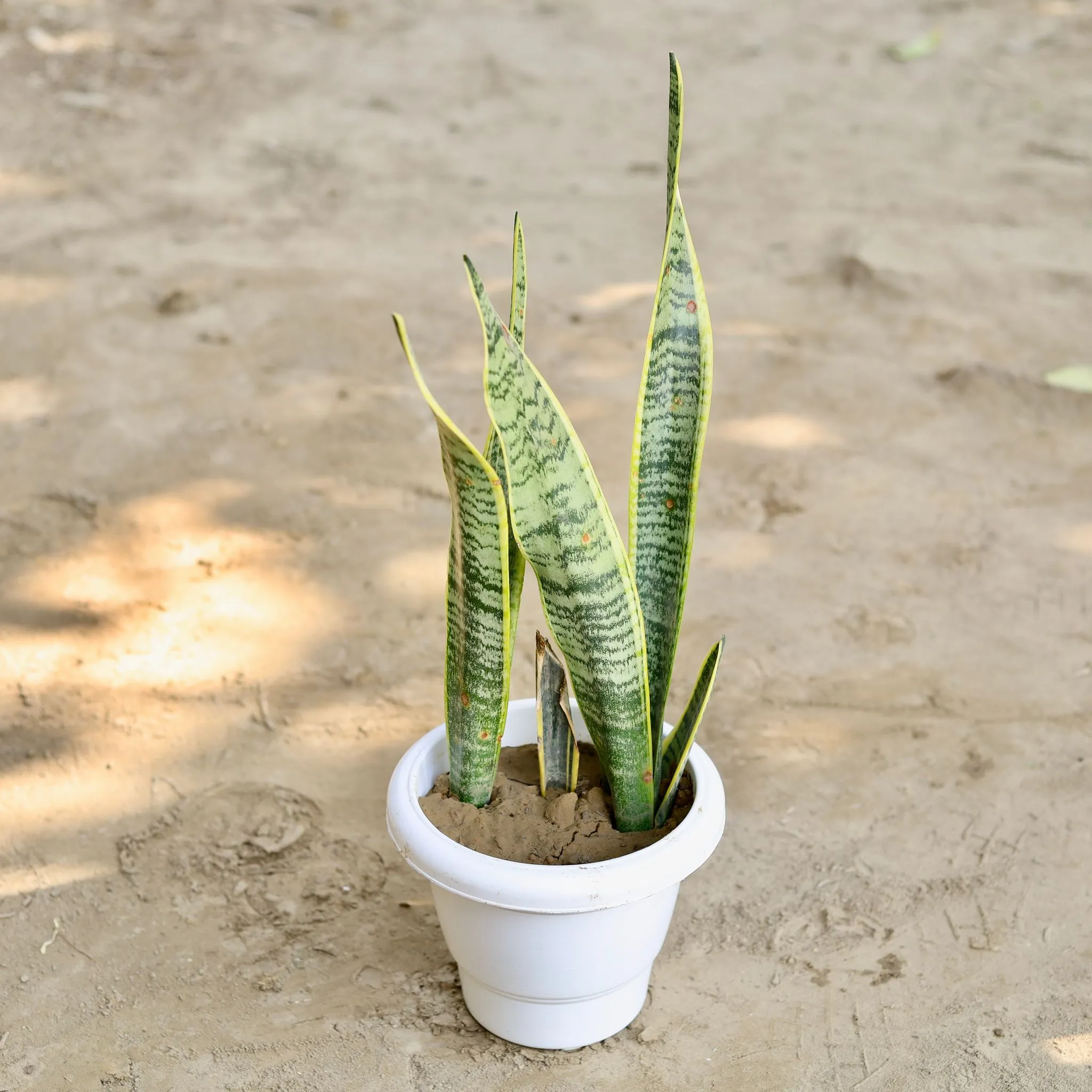 Snake Plant in 8 Inch Classy White Plastic Pot