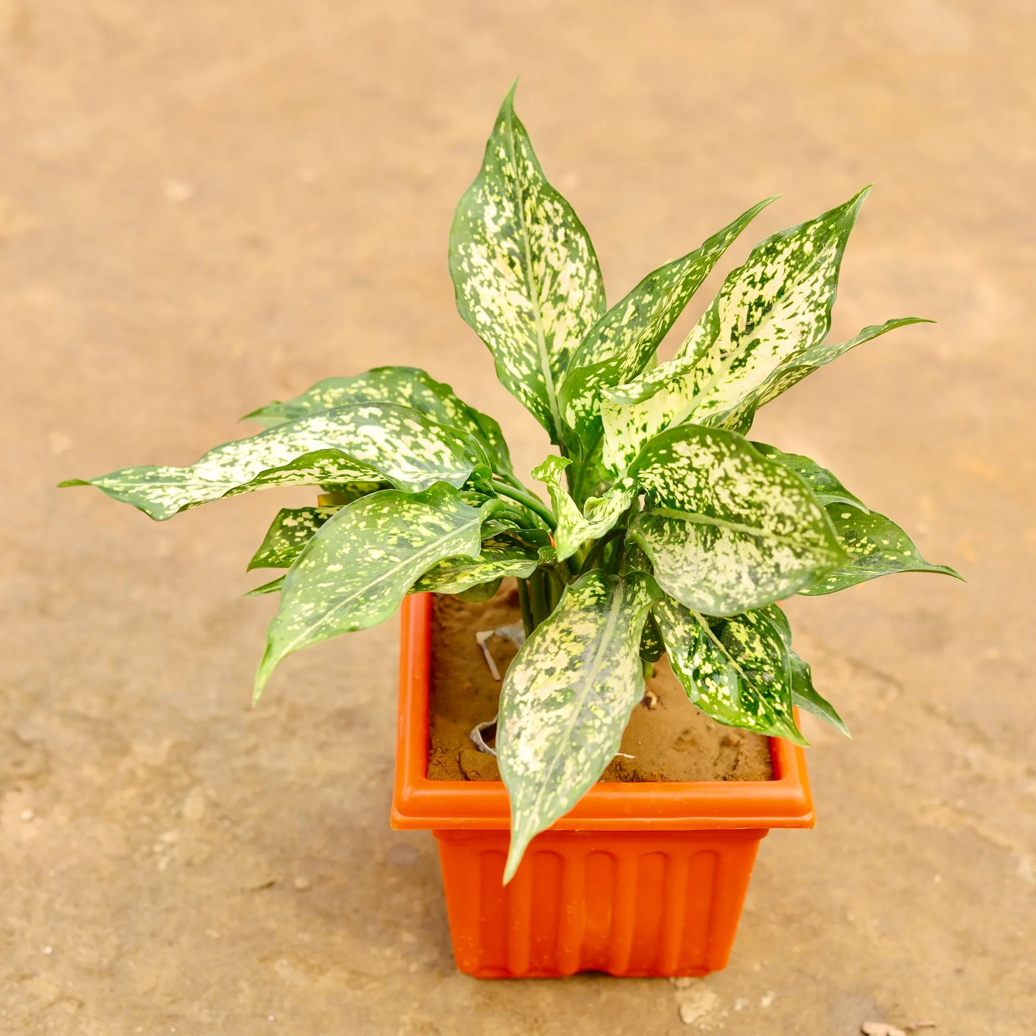 Aglaonema Snow White in 6 Inch Elegant Red Plastic Pot