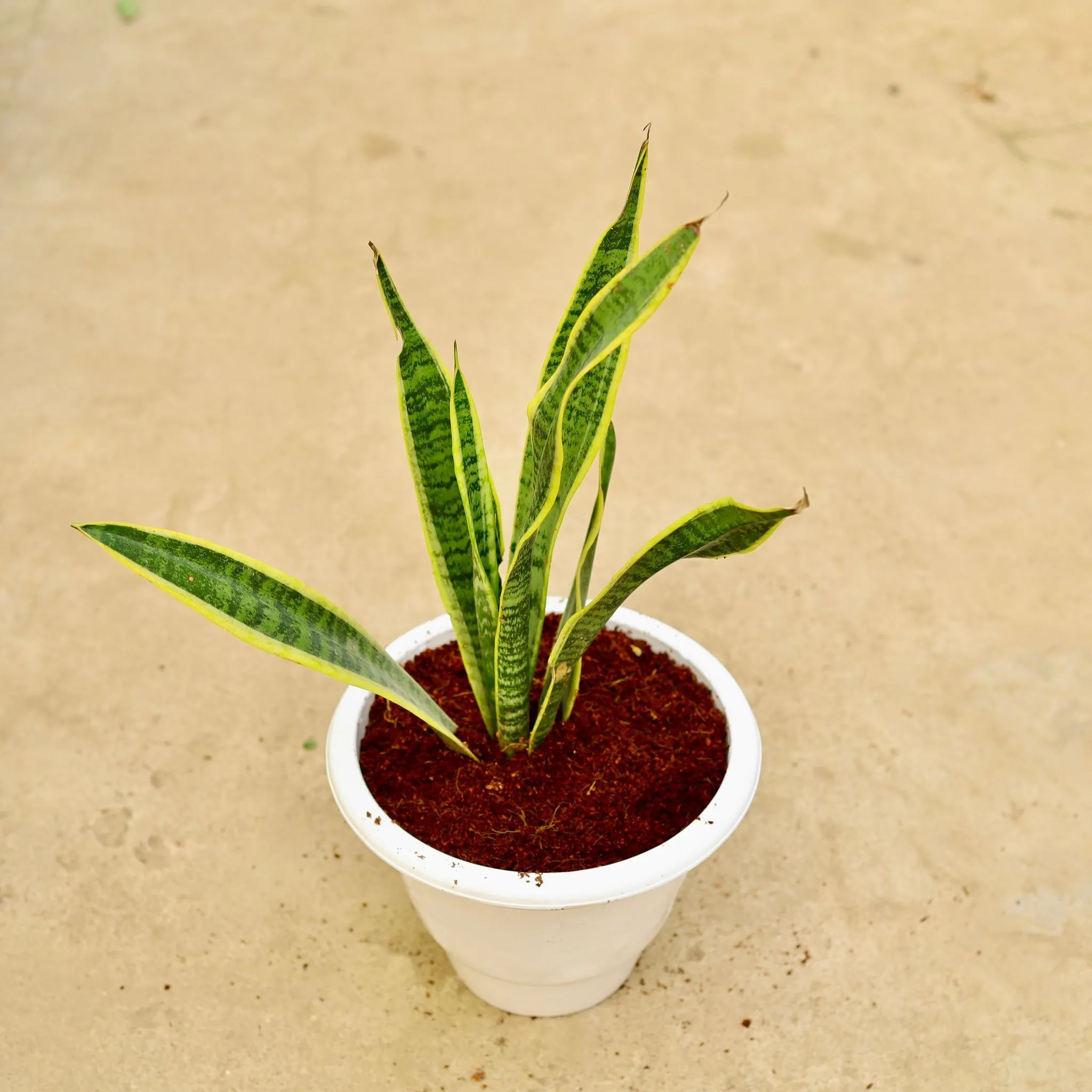 Snake Long in 10 Inch White Classy Plastic Pot