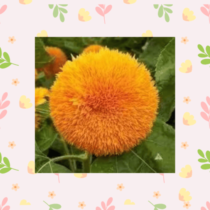 Free Gift - Sunflower Teddy Seeds - Excellent Germination - Flash Sale
