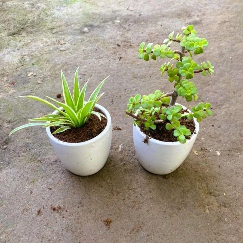 Set of 2 - Spider & Jade in 4 Inch White Cup Ceramic Pot