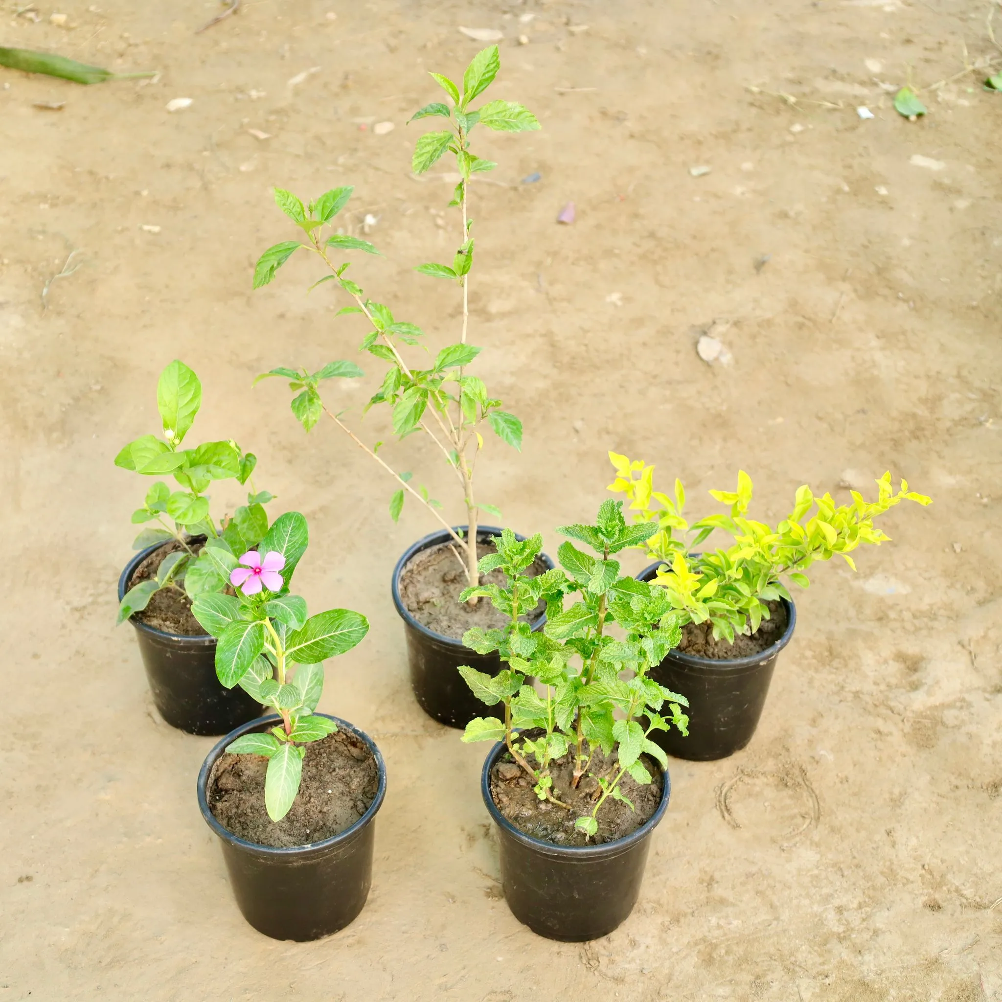The Fragrant Indian Garden - Set of 5 - Motia / Jasmine, Hibiscus / Gudhal, Golden Duranta, Periwinkle / Sadabahar / Vinca & Mint / Pudina (Any Colour) in 6 Inch Nursery Pot