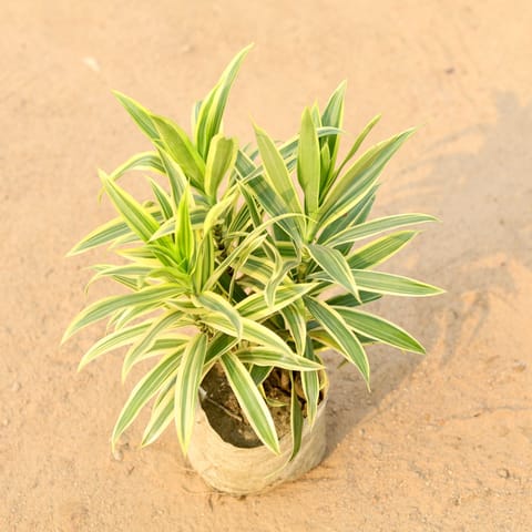 Song Of India Yellow / Golden in 7 Inch Live Fresh Plant Nursery Bag in Worli Mumbai