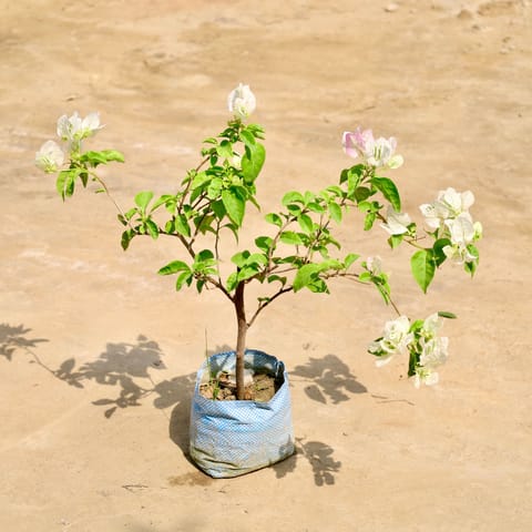 Bougainvillea (Any Colour) in 6 Inch Nursery Bag