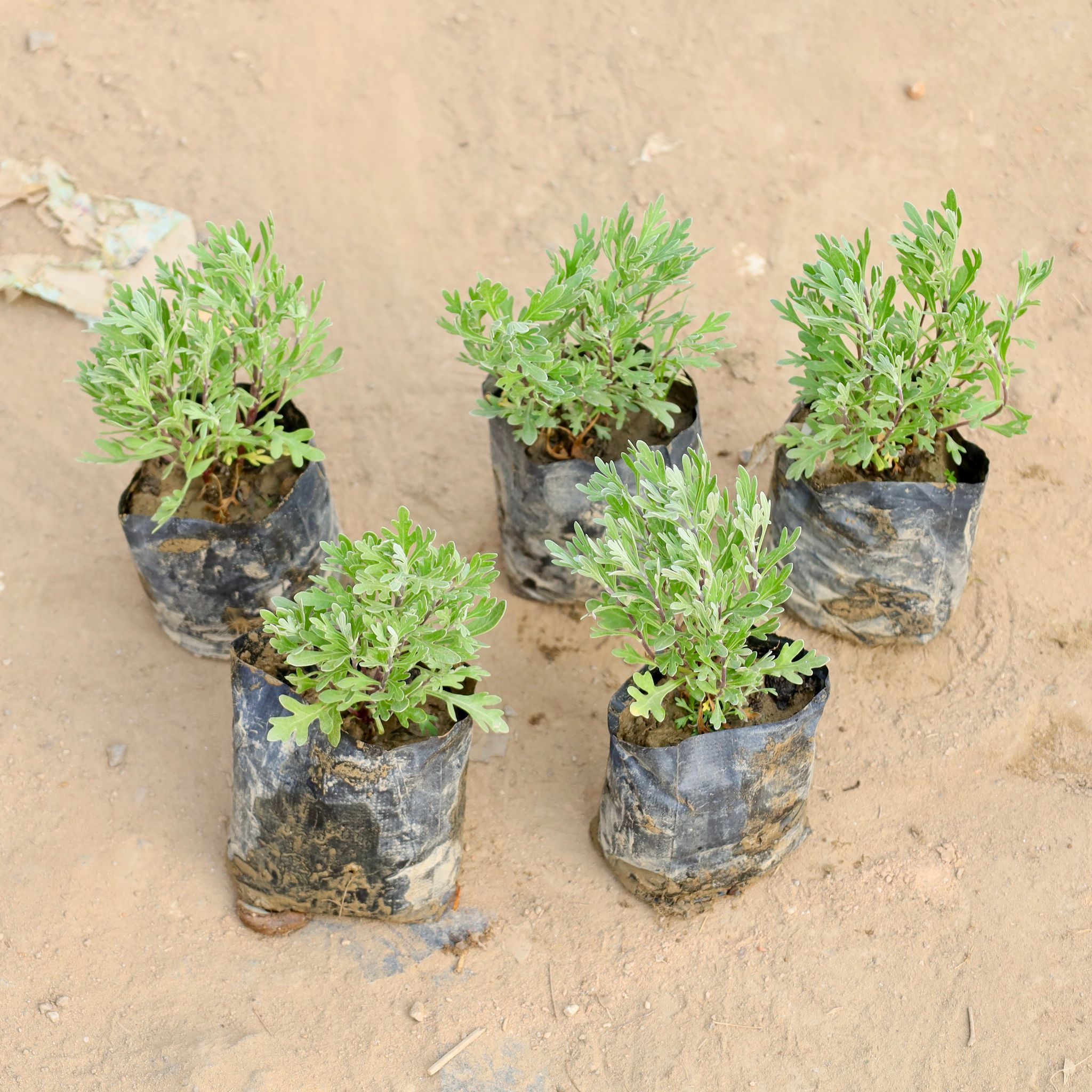 Set of 5 - Lavender in 4 Inch Nursery bag