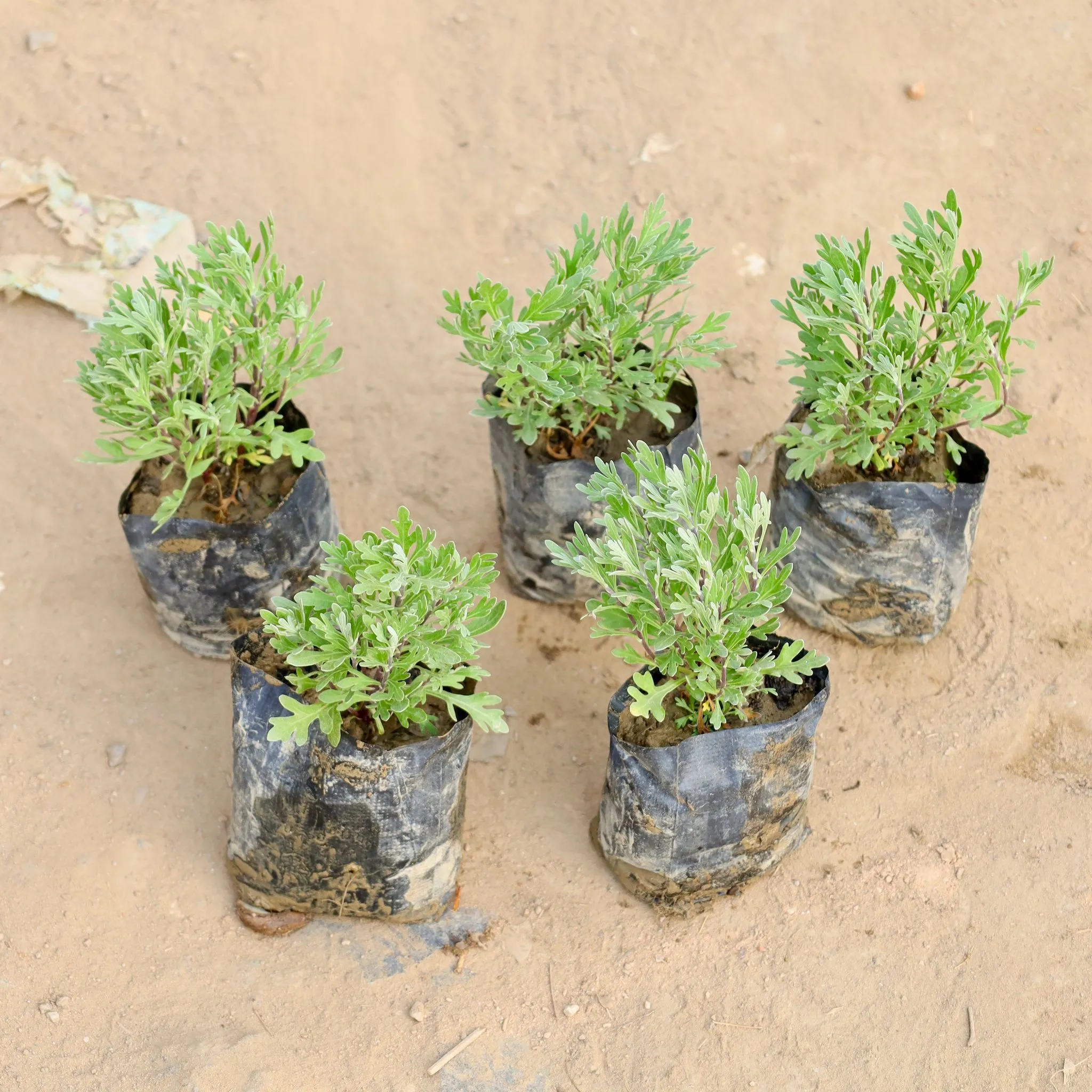 Set of 5 - Lavender in 4 Inch Nursery bag