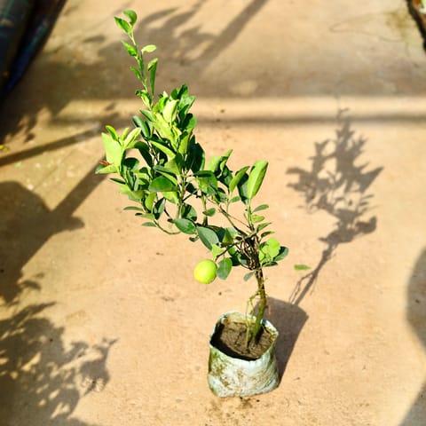 Nimbu / Lemon Plant (~ 2 Ft) in 8 Inch Live Fresh Plant Nursery Bag in Mayur Vihar Phase 3 Delhi