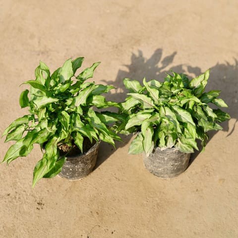 Set of 2 - Syngonium Yami Green in 5 Inch Nursery Pot