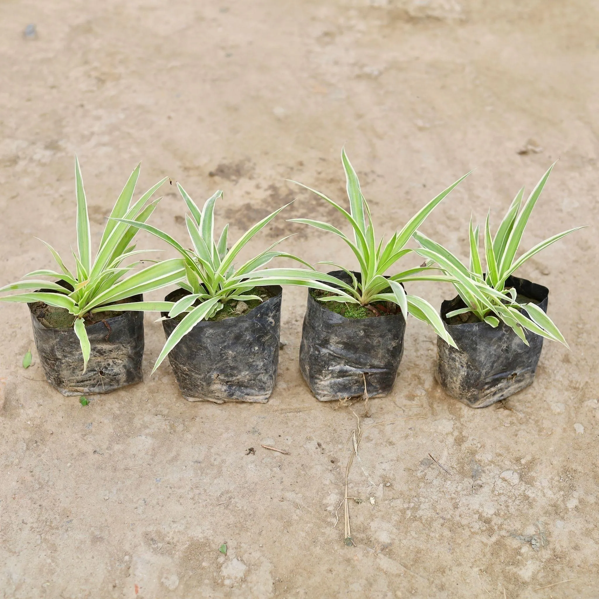Set of 4 - Spider Plants in 3 Inch Nursery Bag