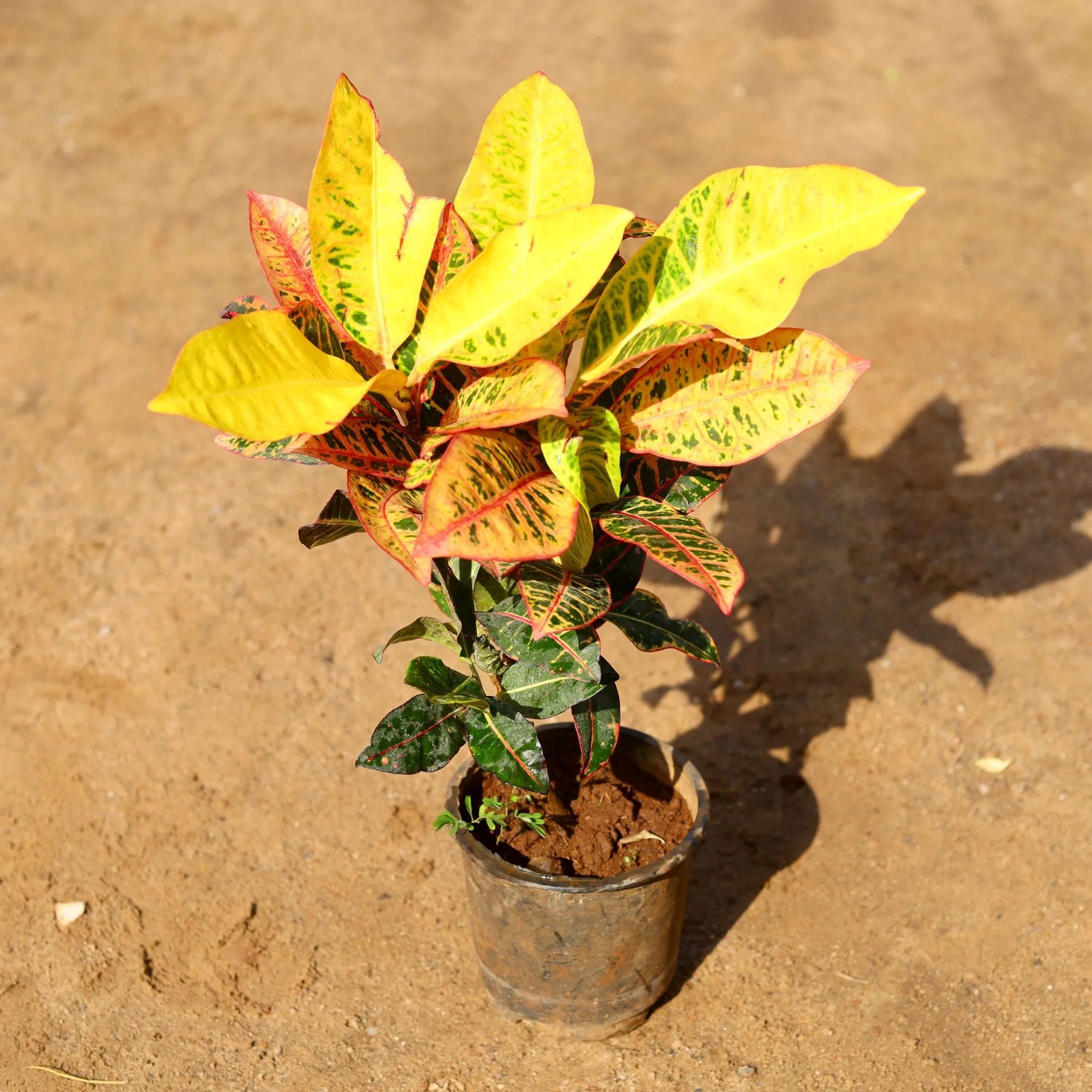 Croton Petra Pune in 6 Inch Nursery Pot