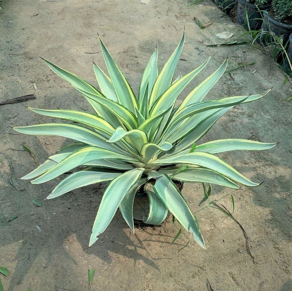 Agave Verigated in 6 Inch Nursery Pot Agave Verigated in 6 Inch Nursery Pot