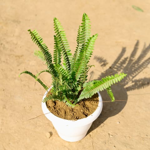 Fern Green in 8 Inch Classy White Plastic Pot