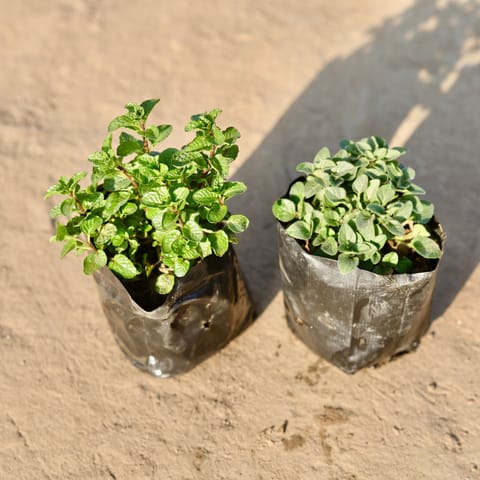 Set of 2 - Oregano And Mint in 4 Inch Nursery Bag