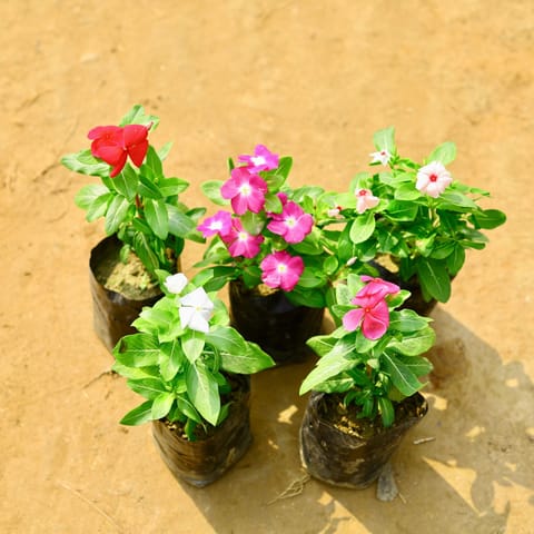 Set of 5 - Periwinkle / Sadabahar / Vinca (any colour) in 4 Inch Nursery Bag