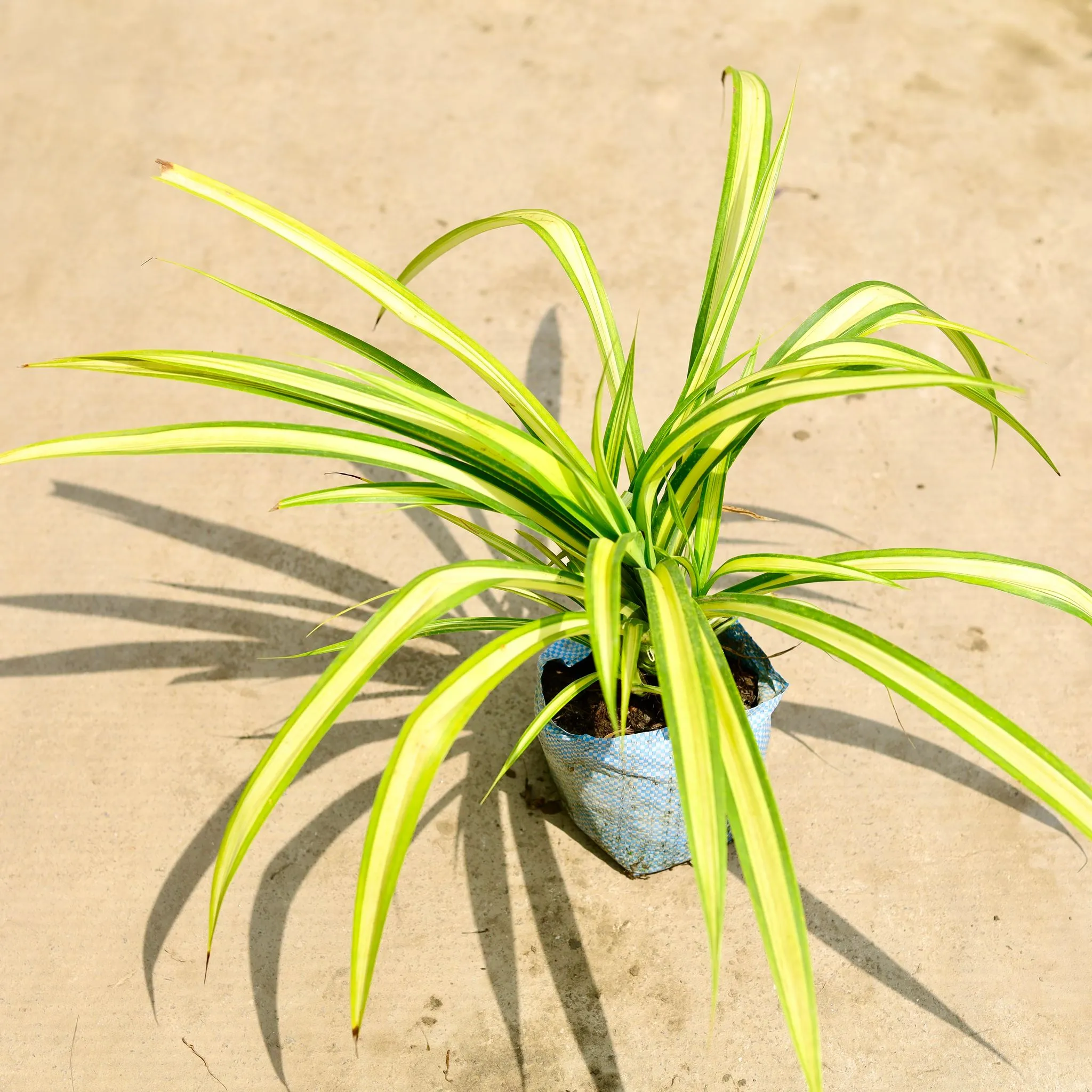 Pandanus / Screwpine in 8 Inch Nursery Bag