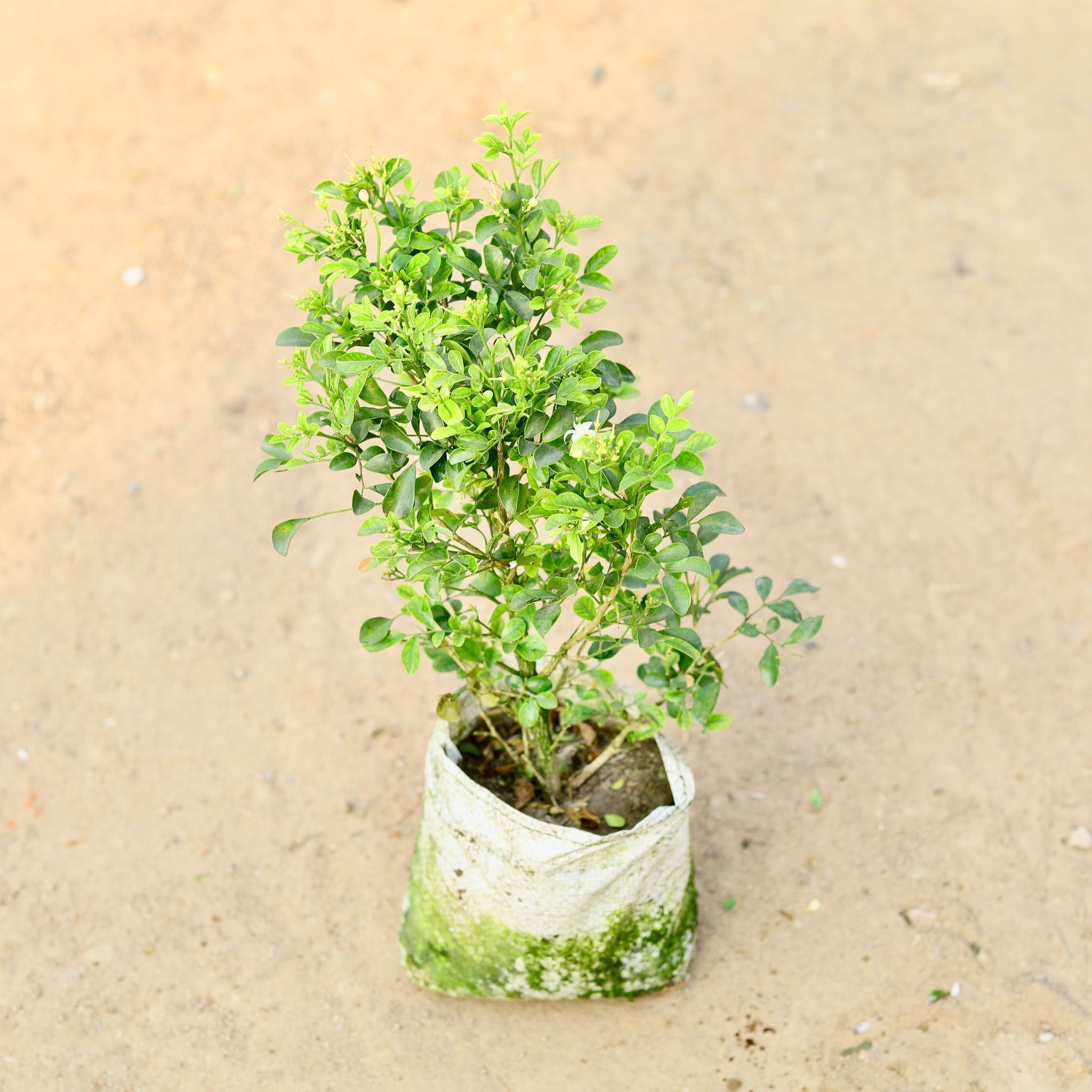 Madhu Kamini / Murraya Scented Dwarf in 7 Inch Nursery Bag