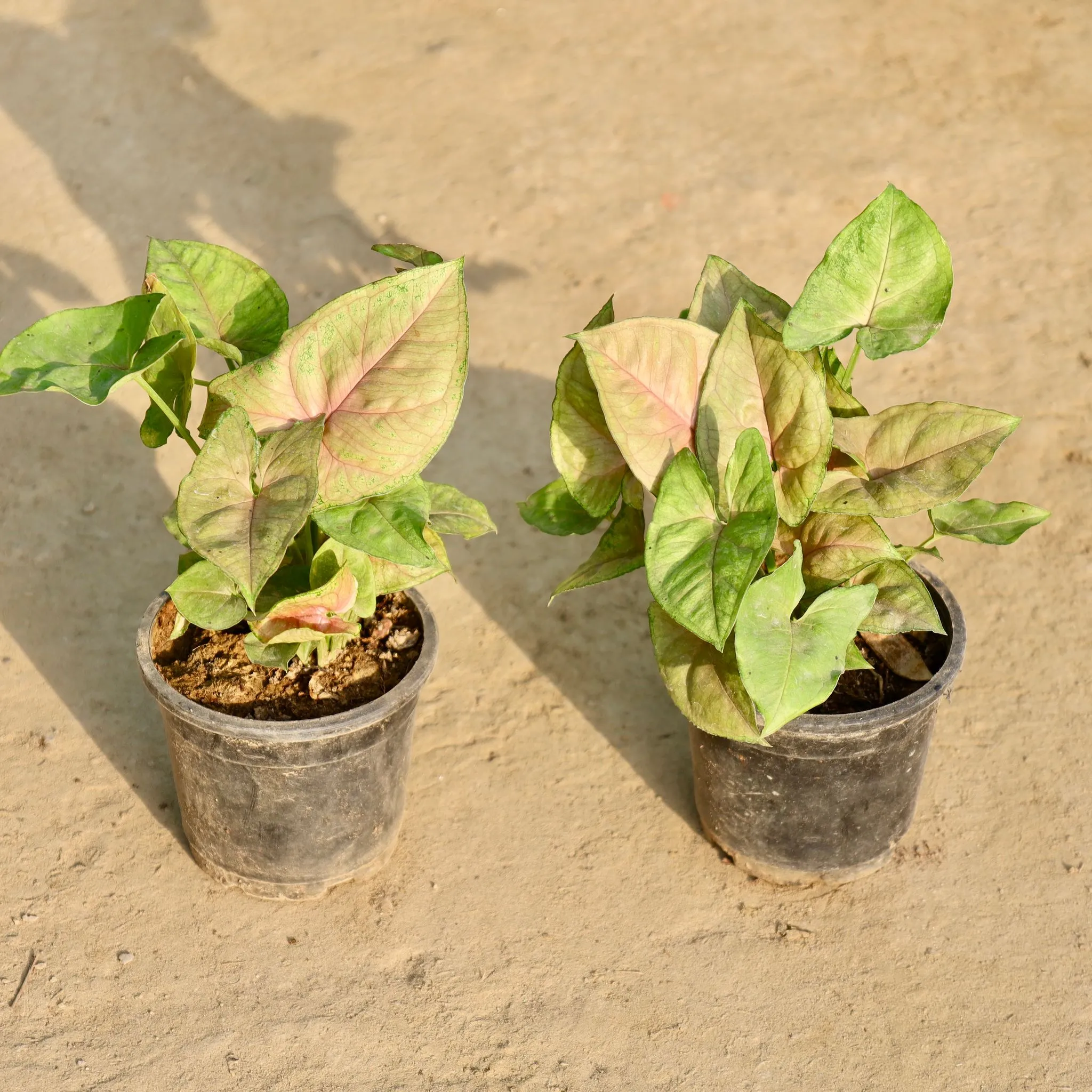 Set of 2 - Syngonium White in 4 Inch Nursery Pot