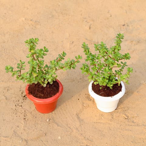 Set of 2 Jade Plants in 6 Inch Classy Plastic Pot (any colour)