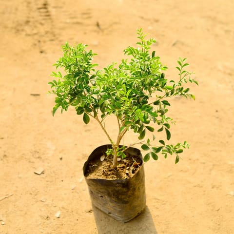 Madhu Kamini / Murraya (any colour) in 6 Inch Nursery Bag