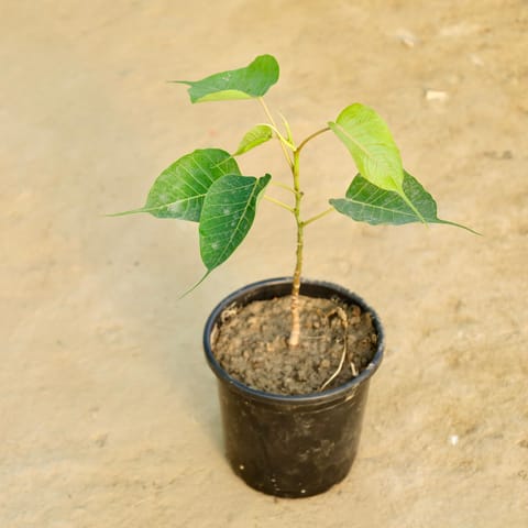 Peepal / Sacred Fig in 6 Inch Nursery Pot