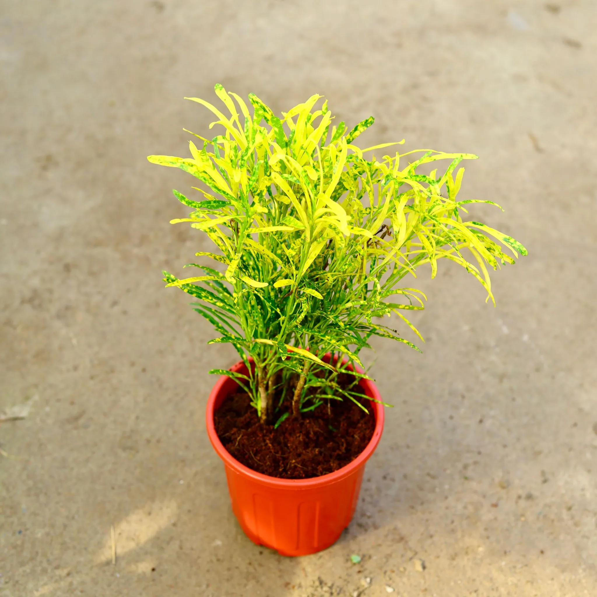 Chironji Croton in 6 Inch Red Super Nursery Pot