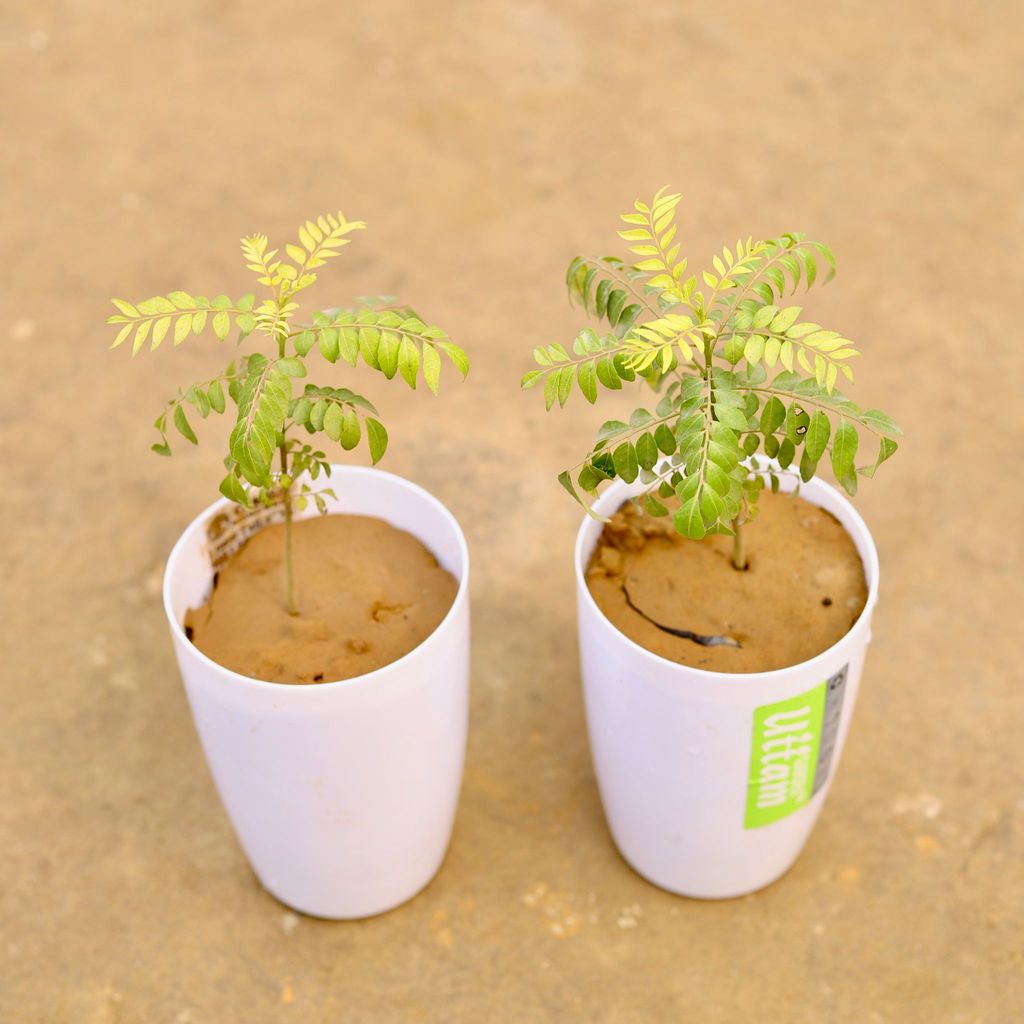 Buy Curry Patta in 6 Inch White Round Tower Plastic Pot | Urvann.com Curry Patta in 6 Inch White Round Tower Plastic Pot
