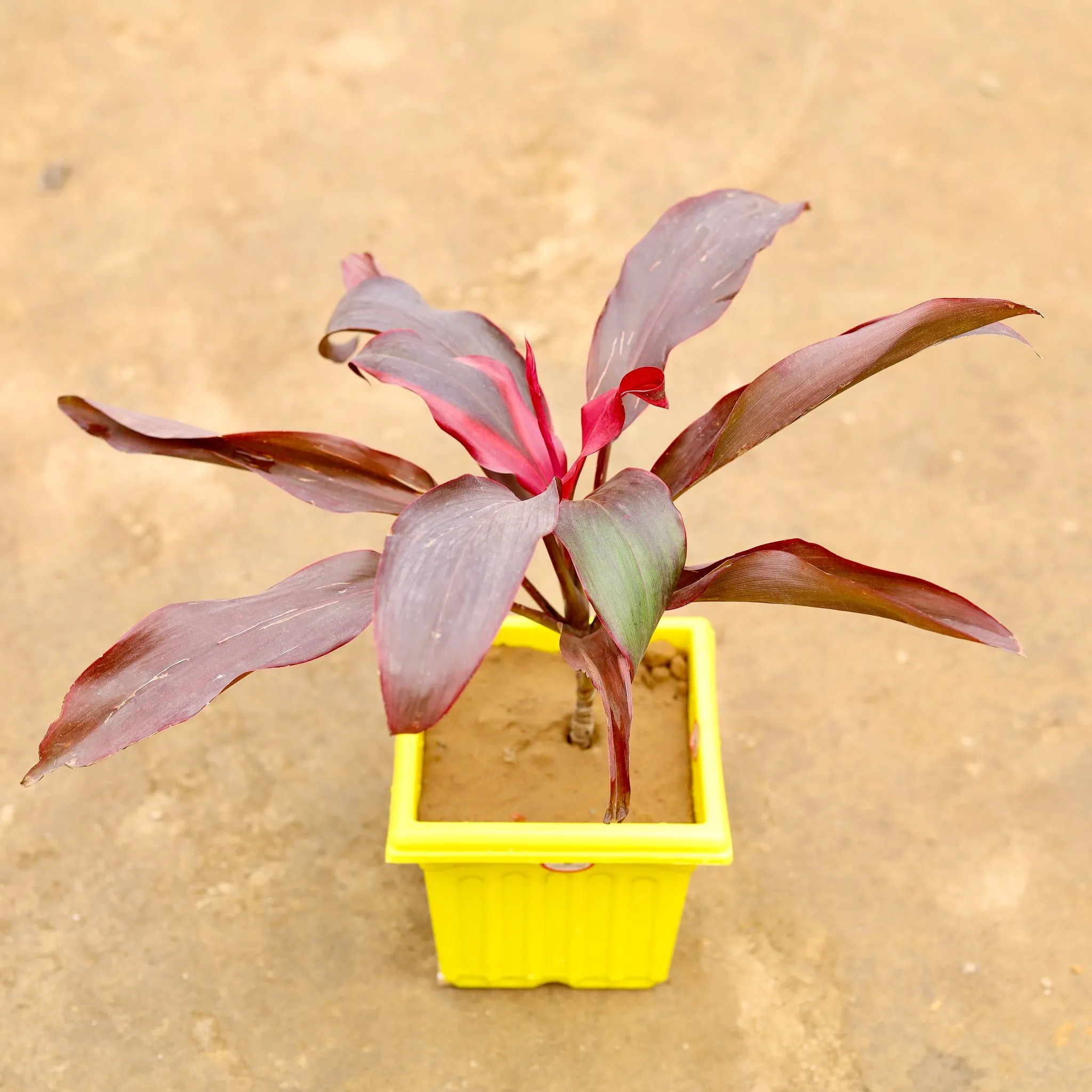 Dracaena Rosia in 6 Inch Elegant Yellow Plastic Pot