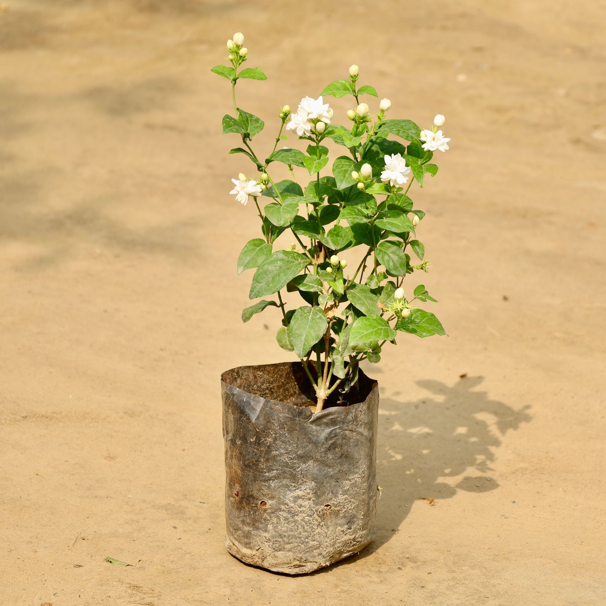 Mogra / Jasmine (Any Colour) (Pune Variety) in 8 Inch Nursery Bag